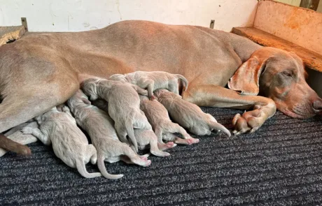 Cuccioli-Weimaraner-Dei-Grandi-Grigi-2025-1
