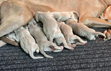 Cuccioli-Weimaraner-Dei-Grandi-Grigi-2025-2