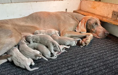 Cuccioli-Weimaraner-Dei-Grandi-Grigi-2025-3