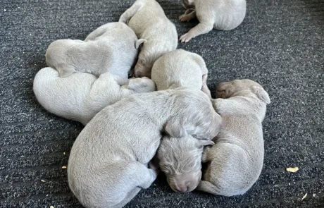 Cuccioli-Weimaraner-Dei-Grandi-Grigi-2025-4