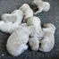 Cuccioli-Weimaraner-Dei-Grandi-Grigi-2025-4