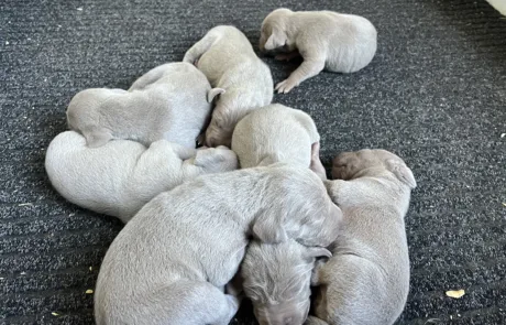 Cuccioli-Weimaraner-Dei-Grandi-Grigi-2025-5