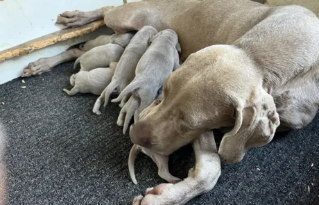 Cuccioli-Weimaraner-Dei-Grandi-Grigi-2025-6
